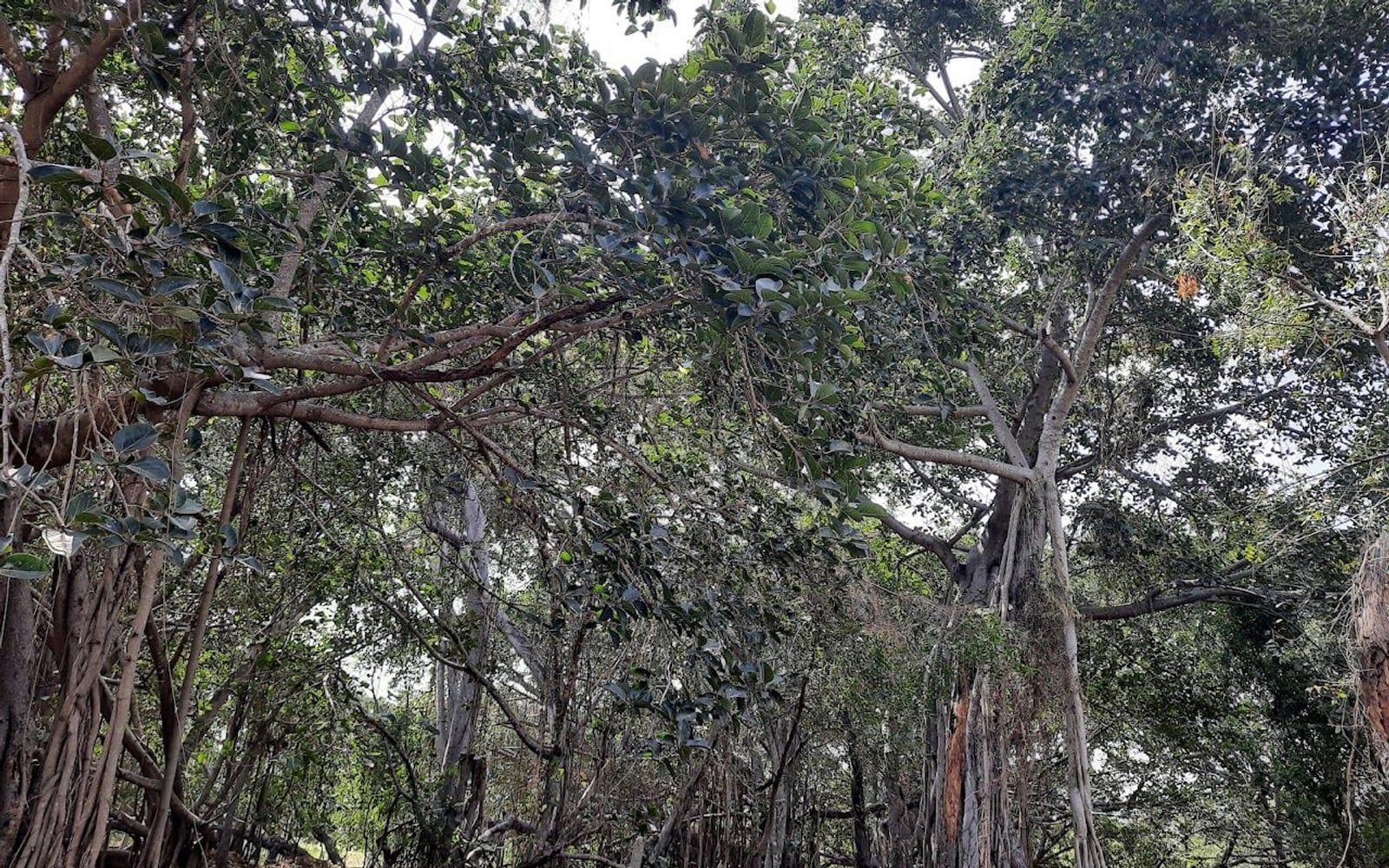 Sri Thimmamma Marrimanu Temple, Thimmampalli / Y.Chintakayamanda, Kadiri, Ananthapuramu, Andhra Pradesh