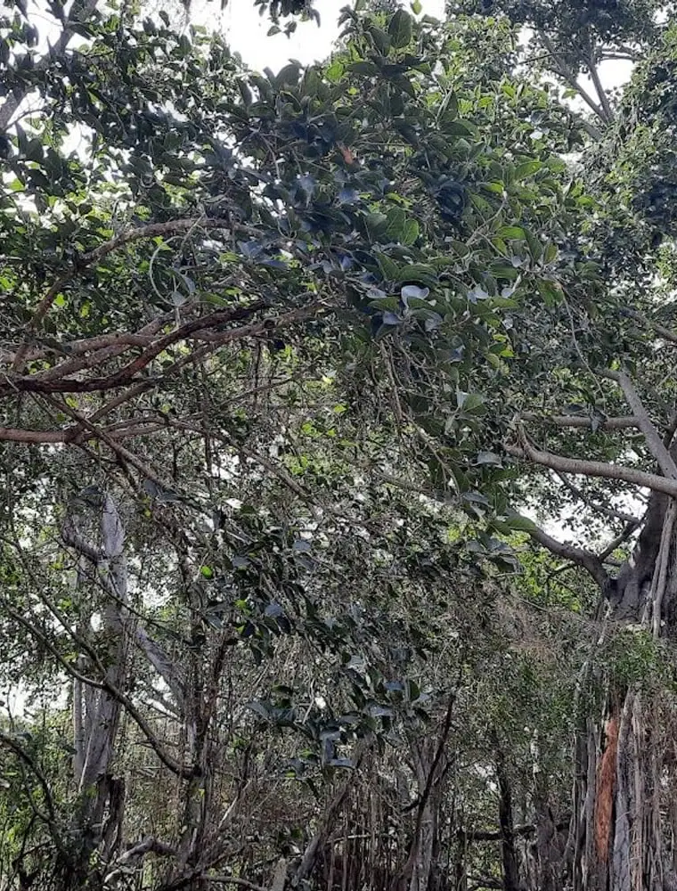 Sri Thimmamma Marrimanu Temple