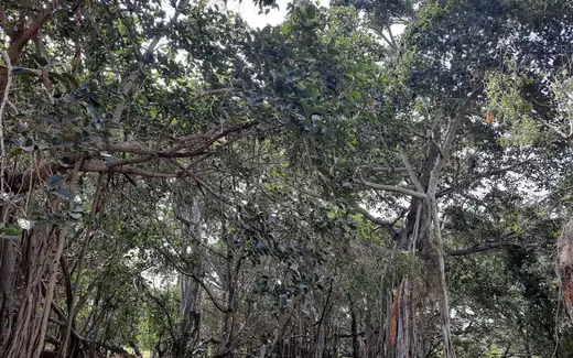 Sri Thimmamma Marrimanu Temple, Thimmampalli / Y.Chintakayamanda, Kadiri, Ananthapuramu, Andhra Pradesh